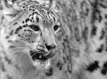 animal
