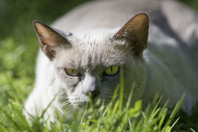 Close-up portrait of cat on grassy field