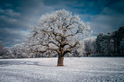 Trees on snow covered field against sky