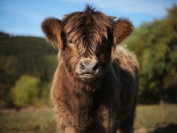 Portrait of cow standing on field