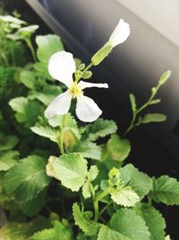 Close-up of flowers blooming outdoors