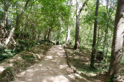 Dirt road amidst trees in forest