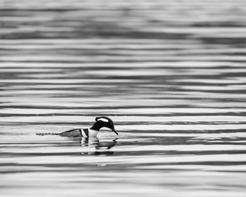 Side view of a bird swimming in water