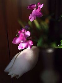 Close-up of pink flowers