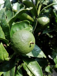 Close-up of fruit on tree