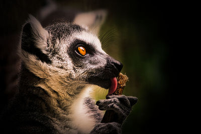 Close-up of lemur licking wood