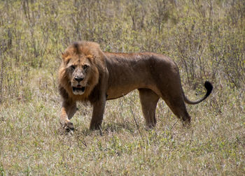 Full length of a cat walking on grass