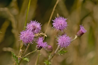 Close-up of purple flowering plants