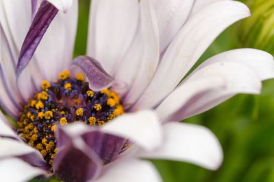 Close-up of white flower