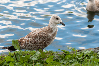 Close-up of duck in lake