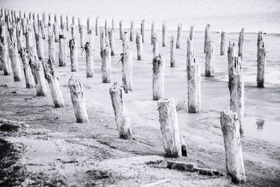 Wooden posts on beach