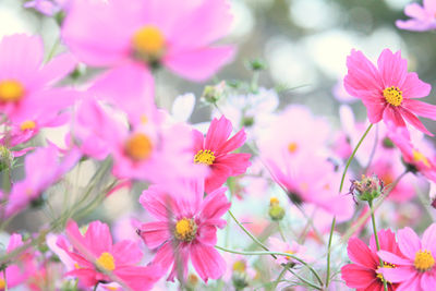 Close-up of pink flowering plants