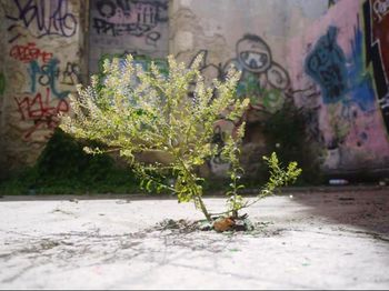 Plants growing on wall