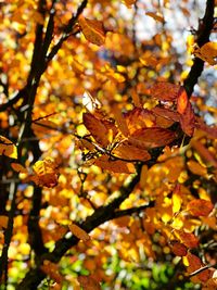 Close-up of cherry blossom during autumn