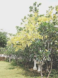 Plants growing on a tree