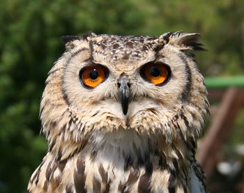 Close-up portrait of owl