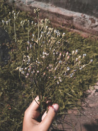 Dandelion flower