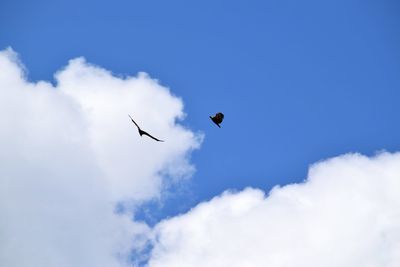 Low angle view of eagle flying in sky