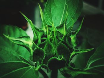 Close-up of green leaves