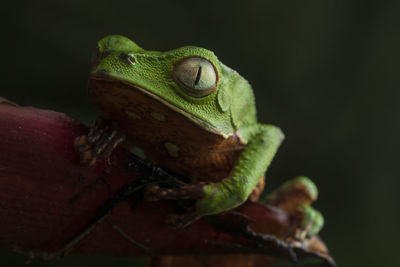 Phyllomedusa species: green toad from ecuador