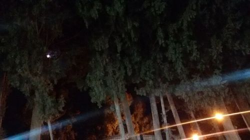 Close-up of illuminated tree against sky at night