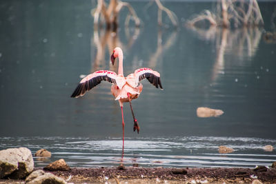 Birds in lake