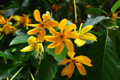 flowering plant