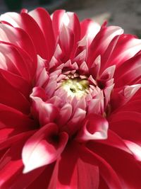 Close-up of red flower