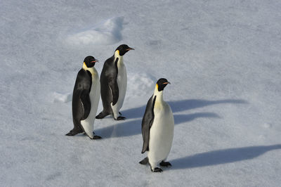 Close-up of penguin