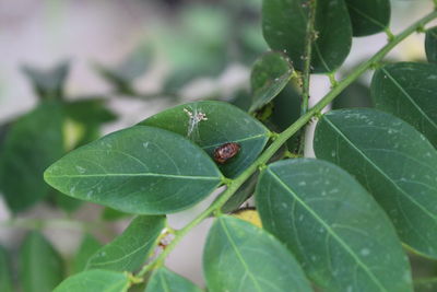 Close-up of insect on leaf