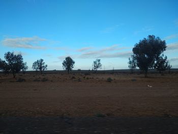 Trees on field against blue sky