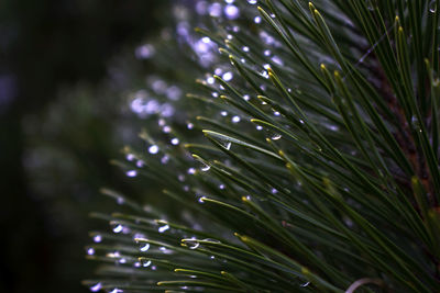 Close-up of water drops on pine tree