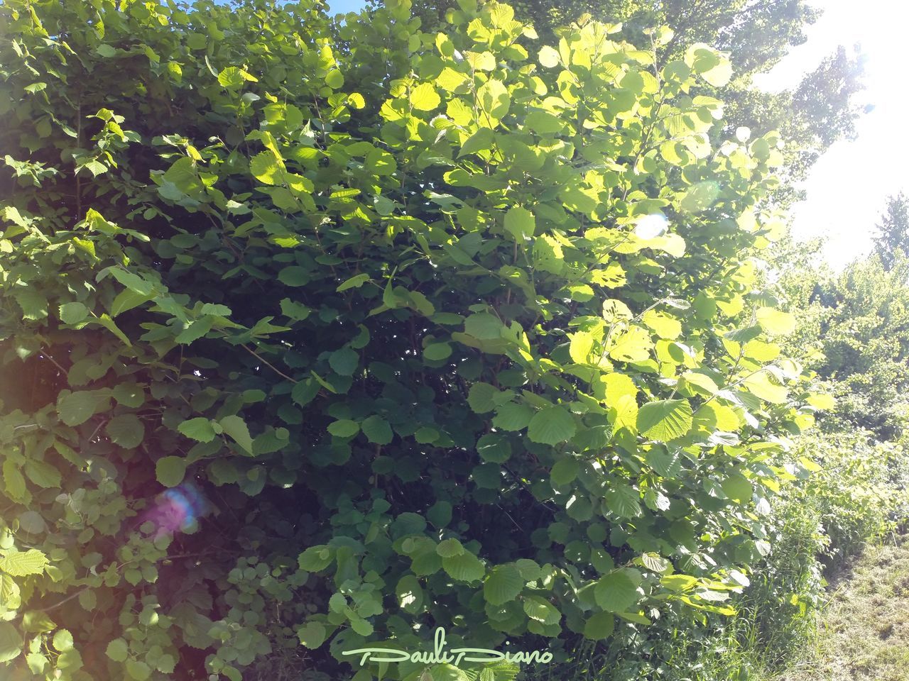 growth, tree, green color, leaf, branch, nature, beauty in nature, tranquility, low angle view, plant, sunlight, lush foliage, full frame, day, outdoors, backgrounds, no people, freshness, green, growing