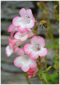 Close-up of pink flowers
