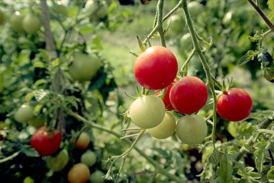 Tomates in the garden 