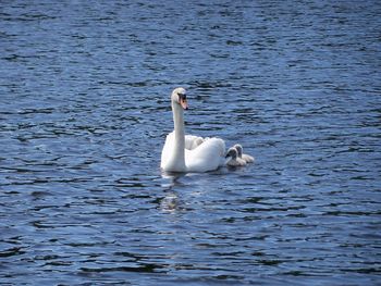 Mute swan and cygnets swimming on lake