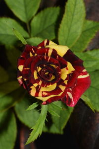 Close-up of red rose on leaf