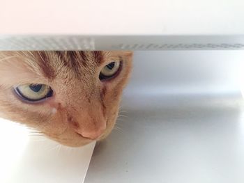 Close-up portrait of cat