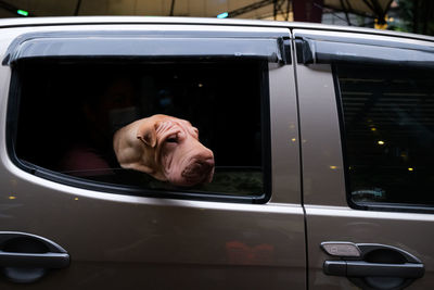 Portrait of man in car window