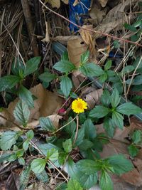 Flowers growing on plant