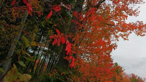 Low angle view of trees