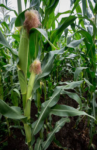 Close-up of plant