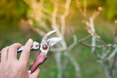 Close-up of hand holding leaf