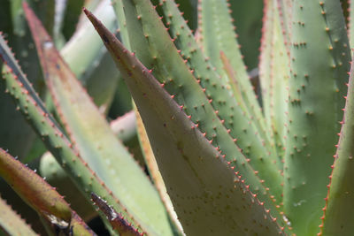 Full frame shot of succulent plant