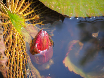 Close-up of jellyfish in lake