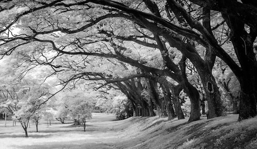 Trees on snow covered landscape