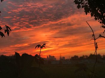 Silhouette plants on field against dramatic sky during sunset