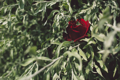 Close-up of red rose