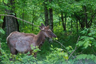 Deer in a forest