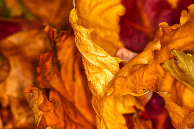 Close-up of autumn leaves